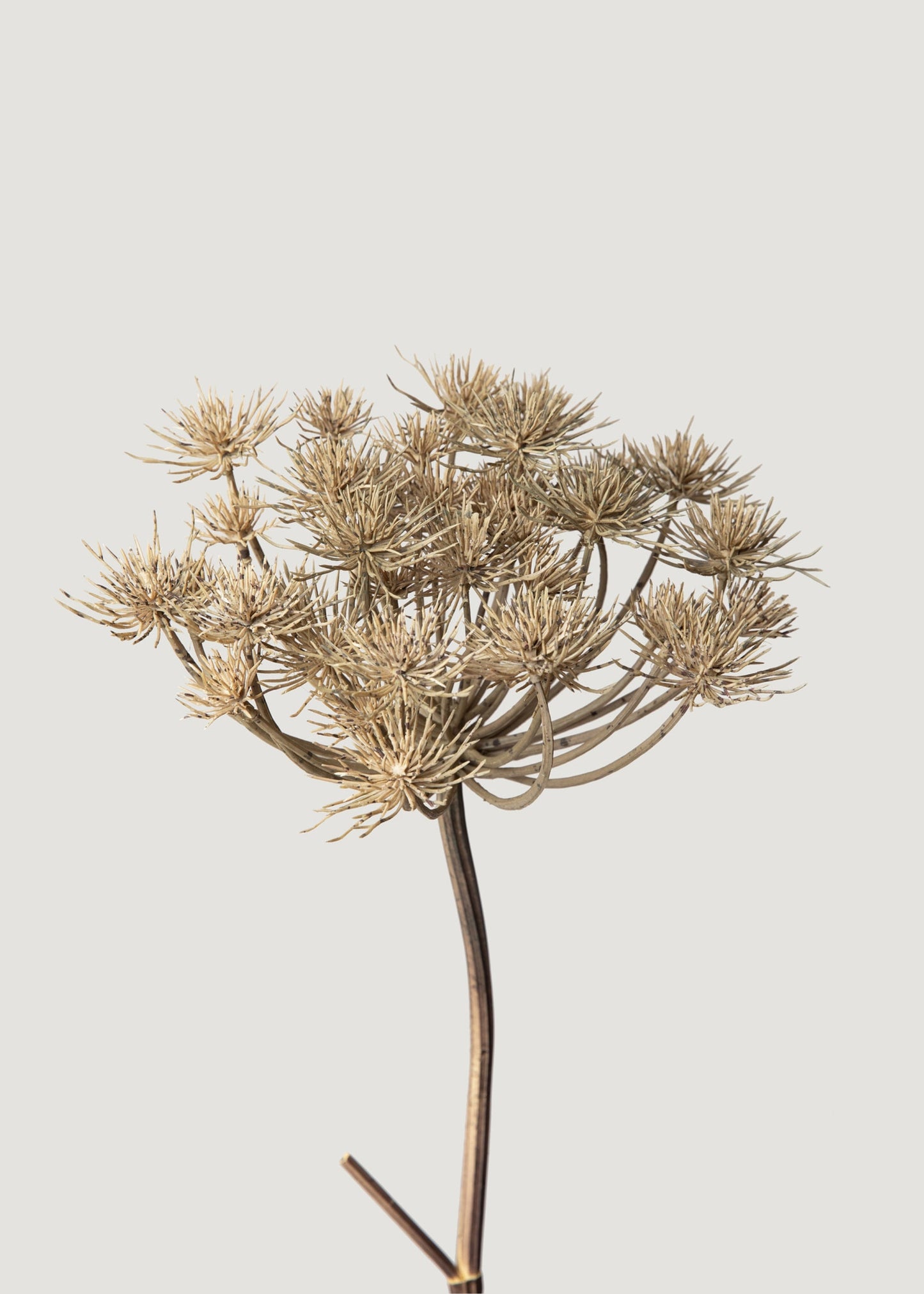 Natural Brown Artificial Wild Angelica Flower - 35.25"