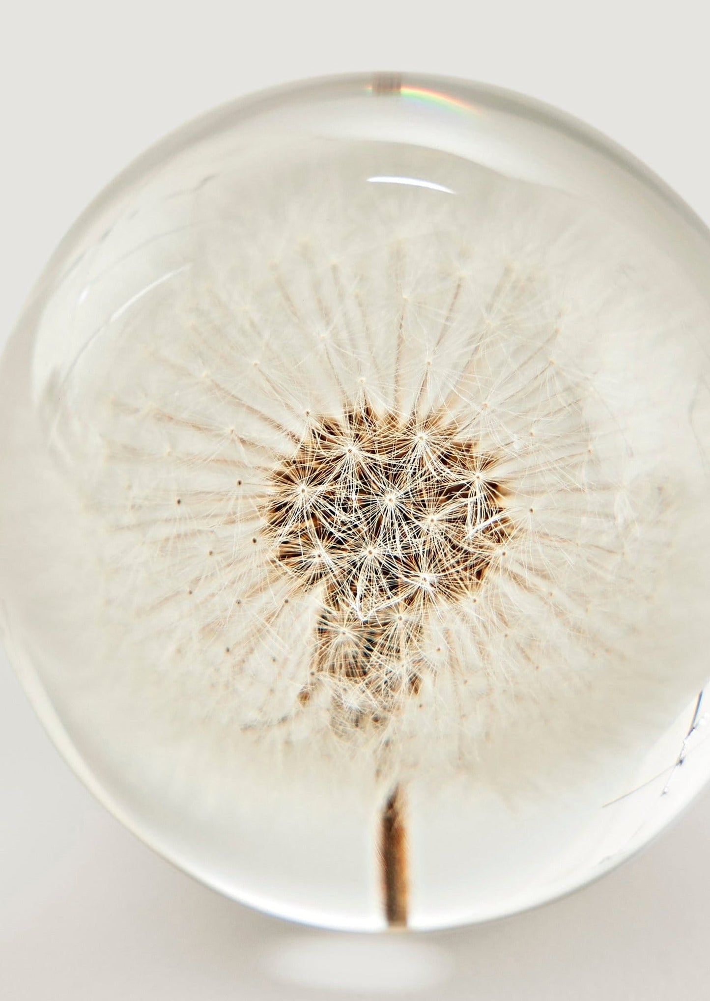 Preserved Dandelion Head Paper Weight - 3"