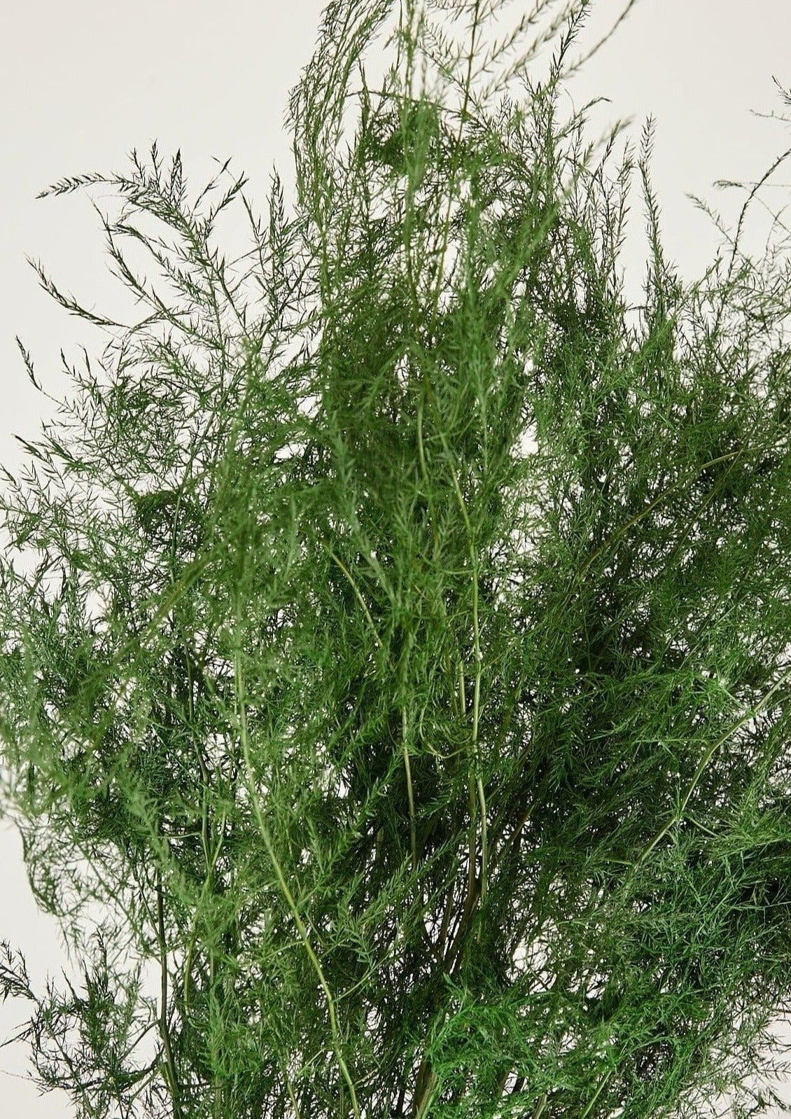 Preserved Asparagus Plumosus Fern  - 12"-28"