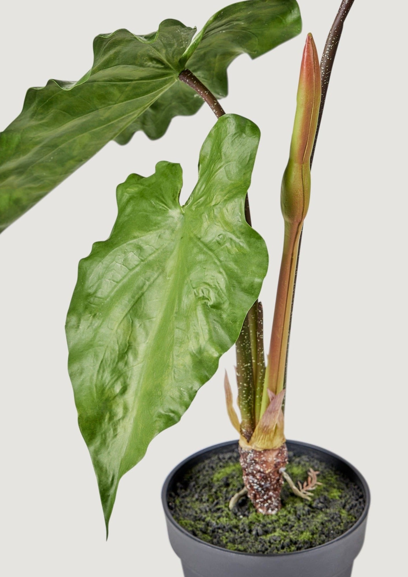 Faux Tropical Alocasia Drop-In Potted Plant - 27"