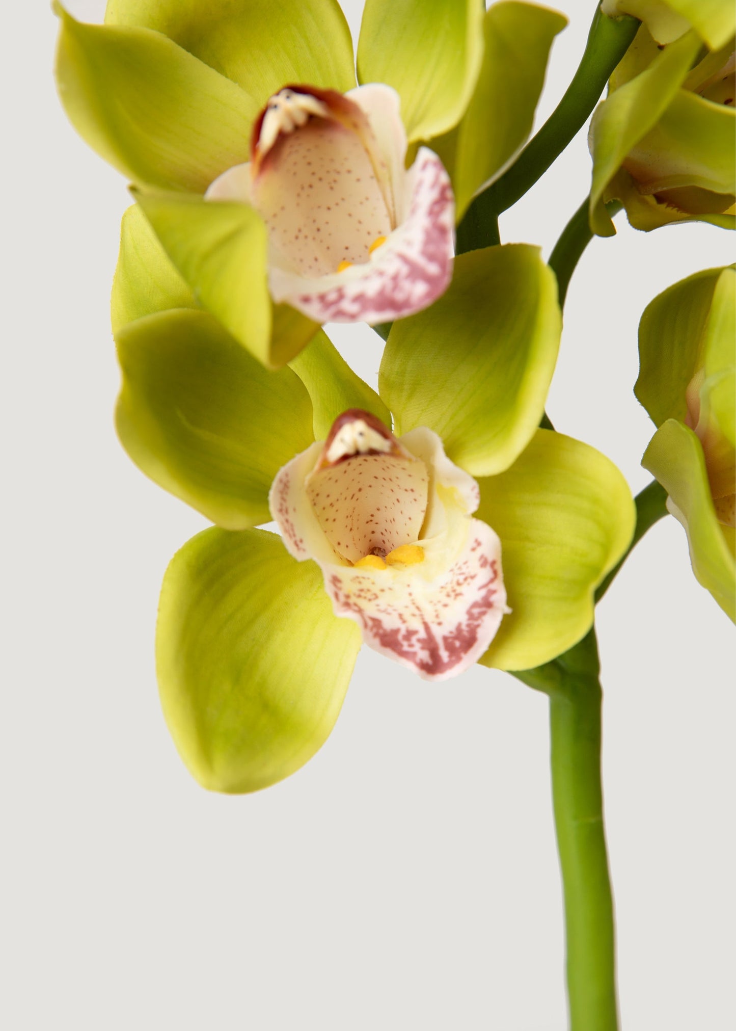 Green Burgundy Faux Cymbidium Orchids - 28.5"