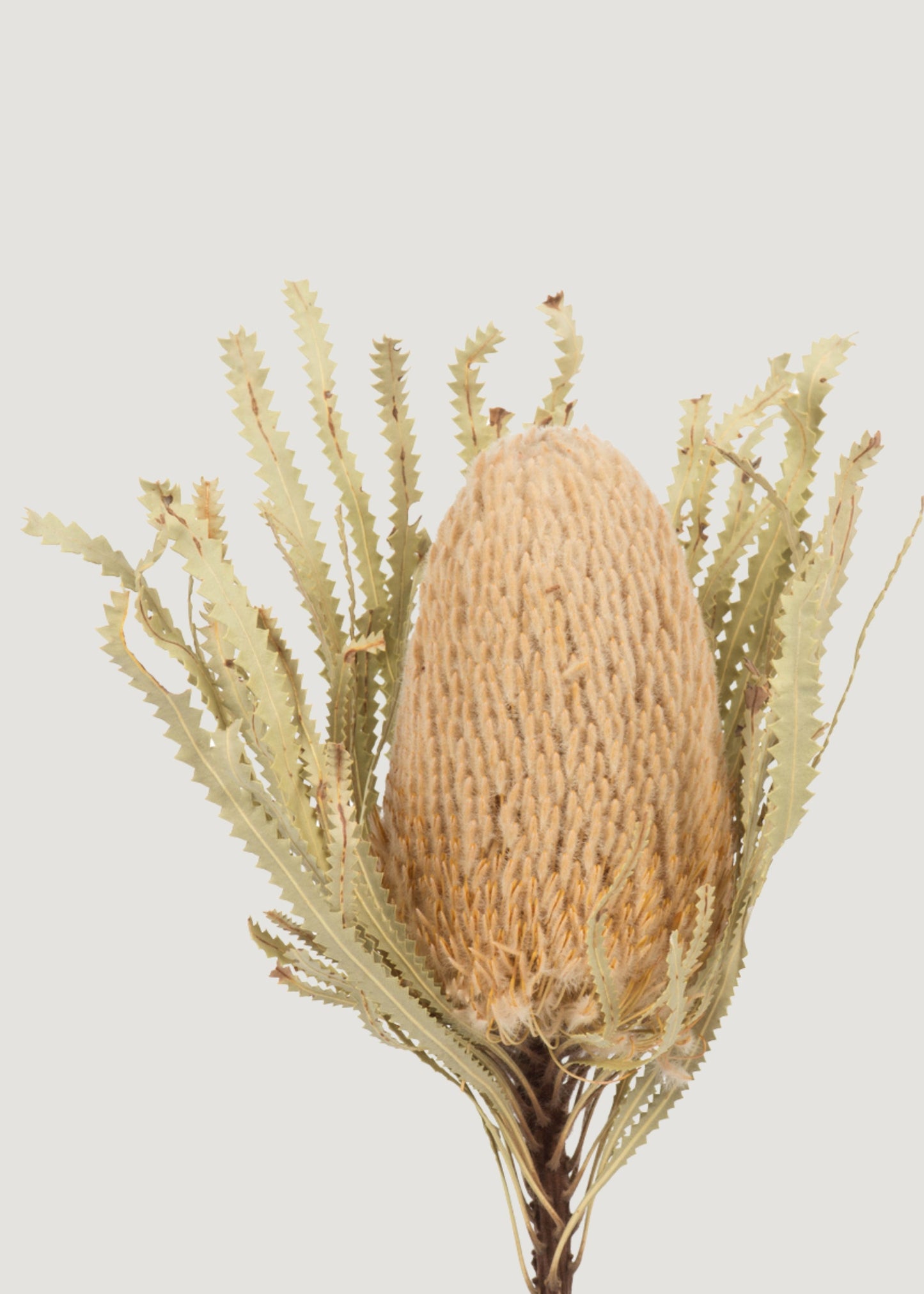 Bundle of 3 Dried Banksia Protea Flowers - 12-18"