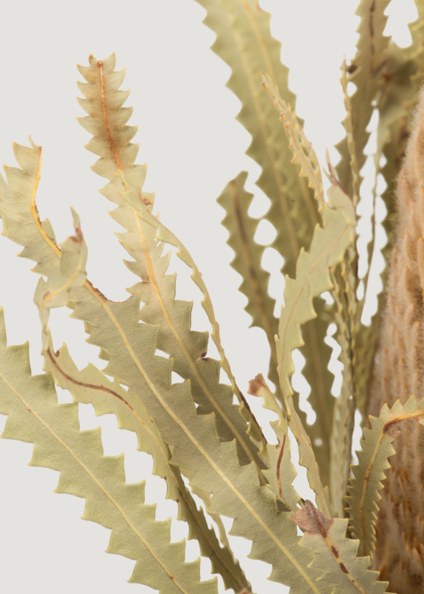 Bundle of 3 Dried Banksia Protea Flowers - 12-18"