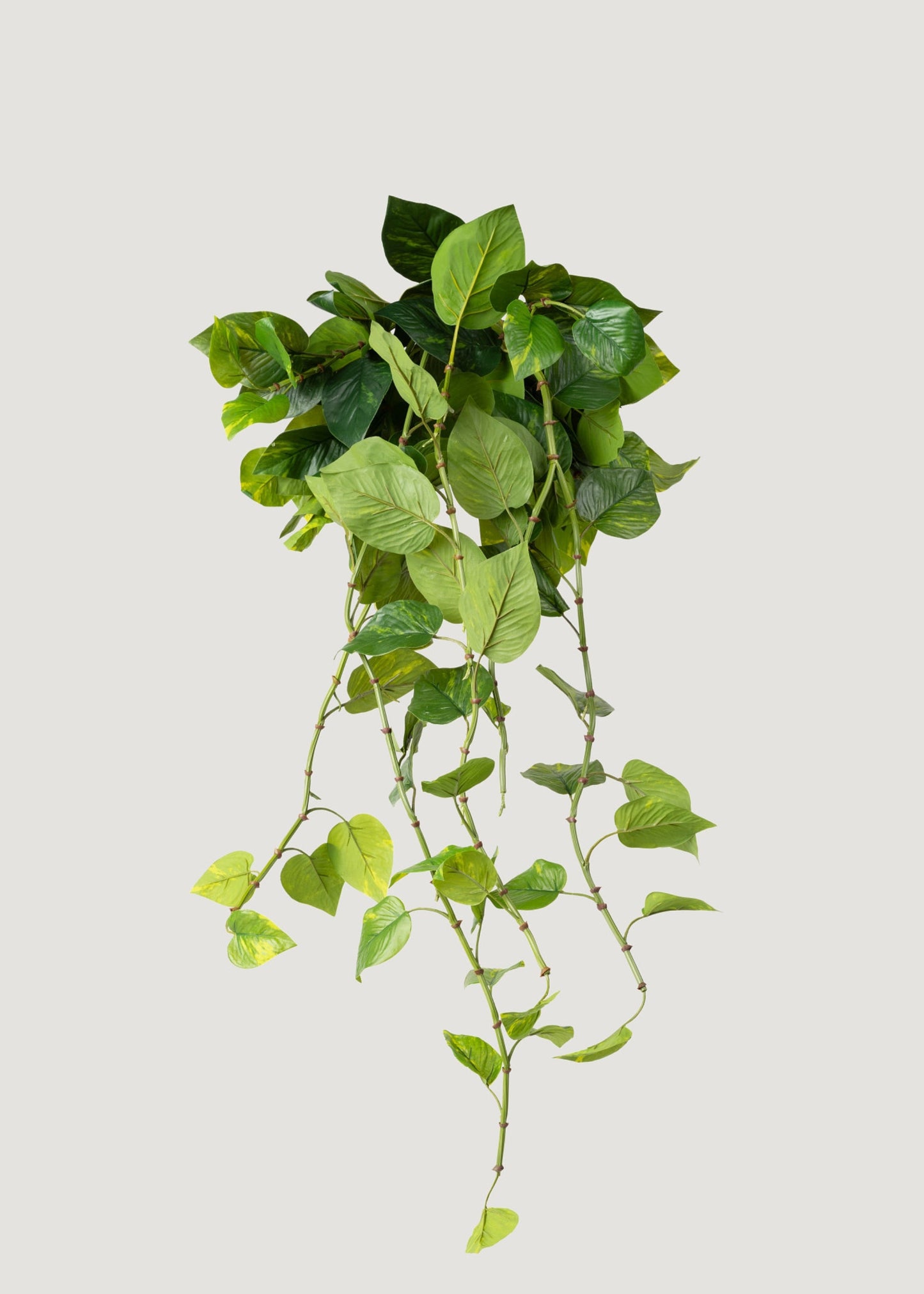 Natural Touch Pothos Artificial Plant - 48"