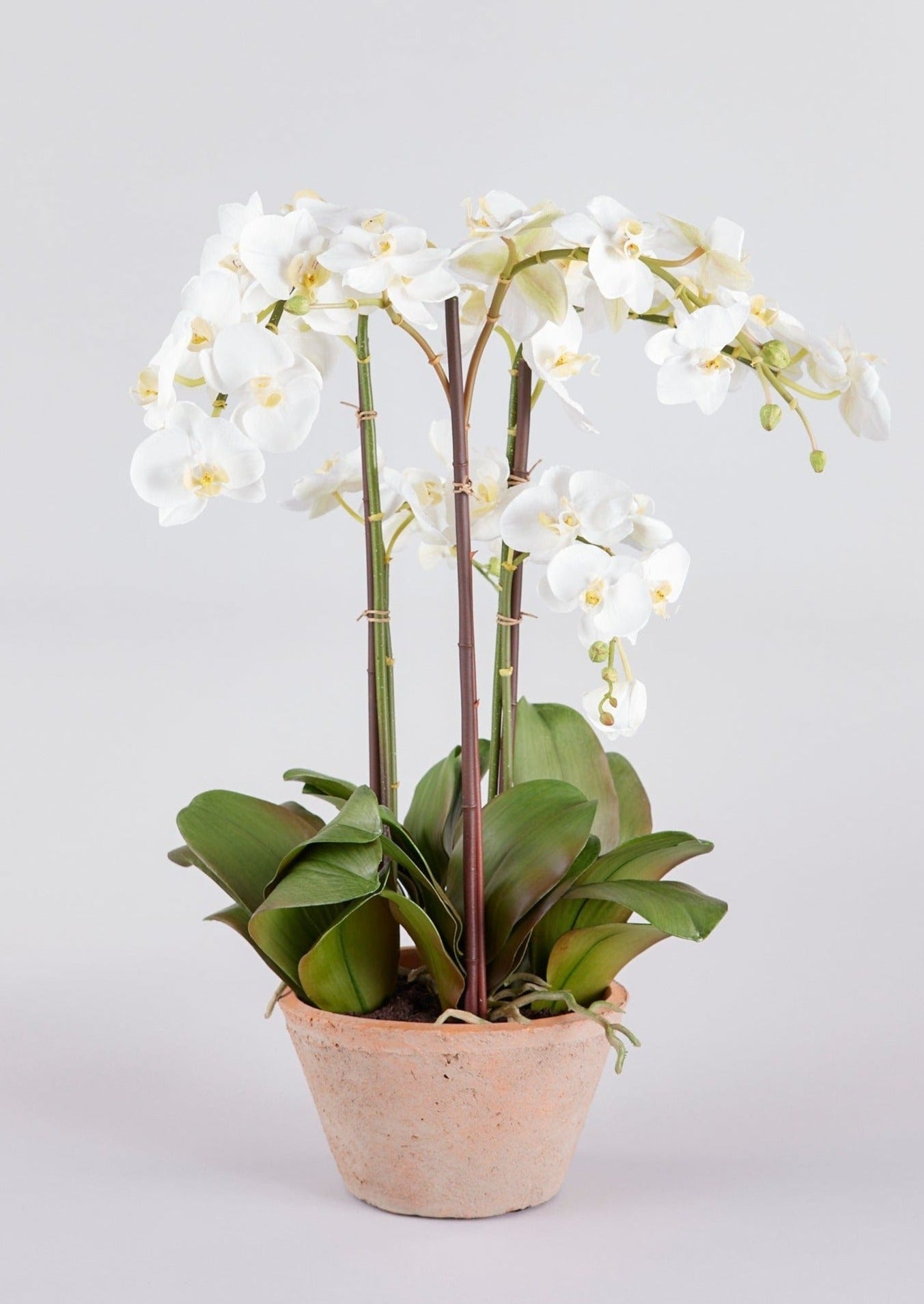 Potted Faux White Orchid Arrangement - 24"