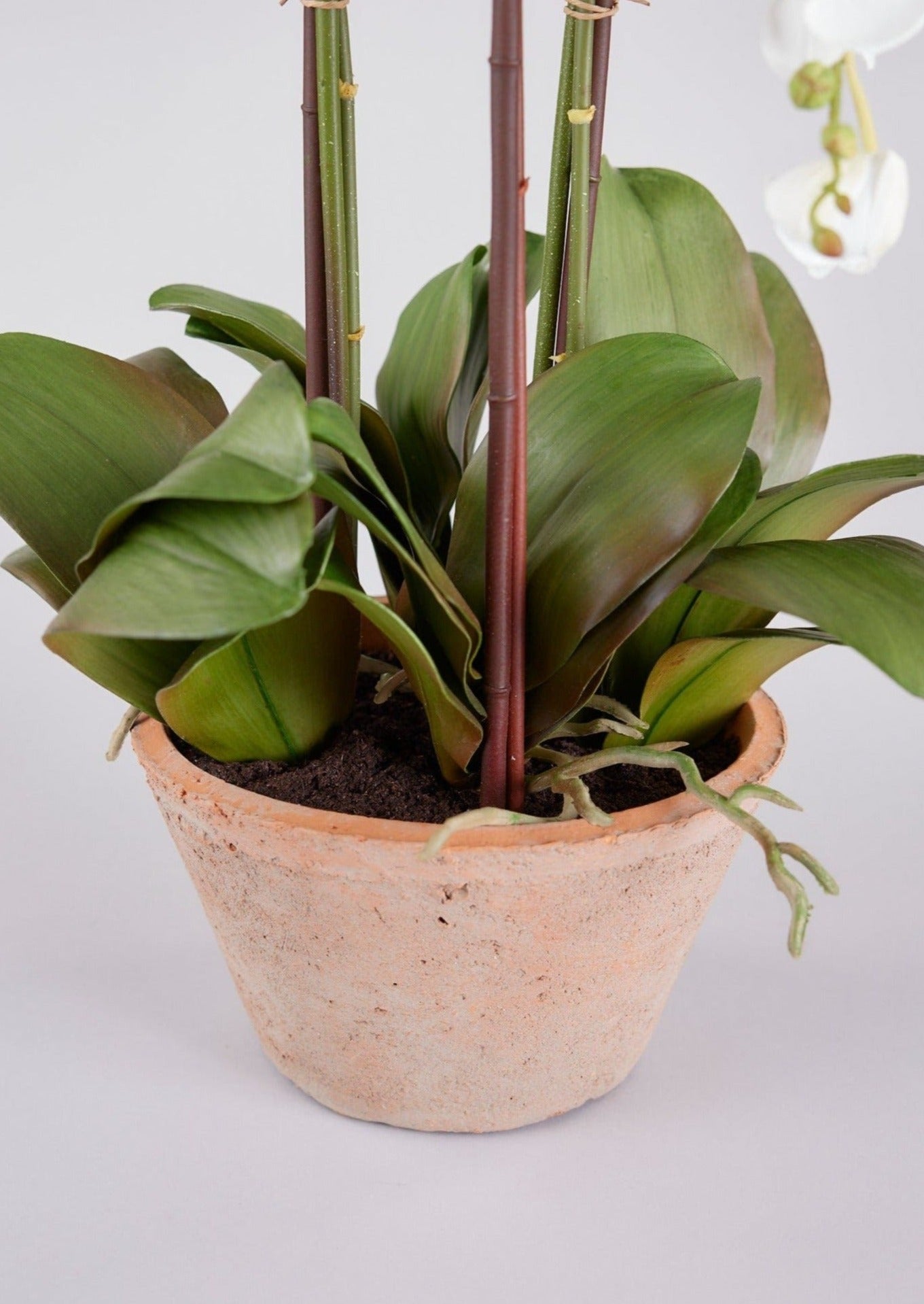 Potted Faux White Orchid Arrangement - 24"